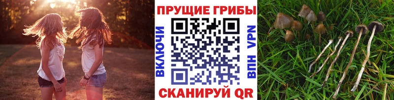 Псилоцибиновые грибы Psilocybine cubensis  Каневская 